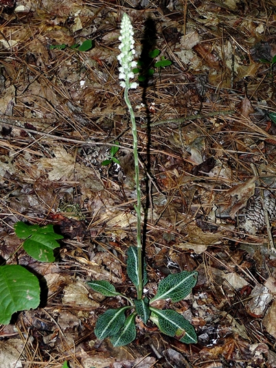 {Goodyera pubescens}